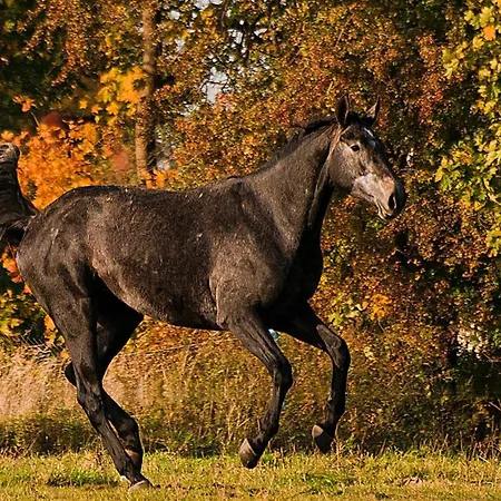 3 Bedroom Stunning In * ولين